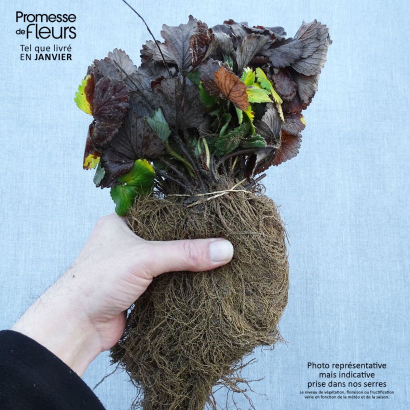 Exemplaar van Bosaardbei Reine des Vallées Naakte wortel zoals geleverd in de winter