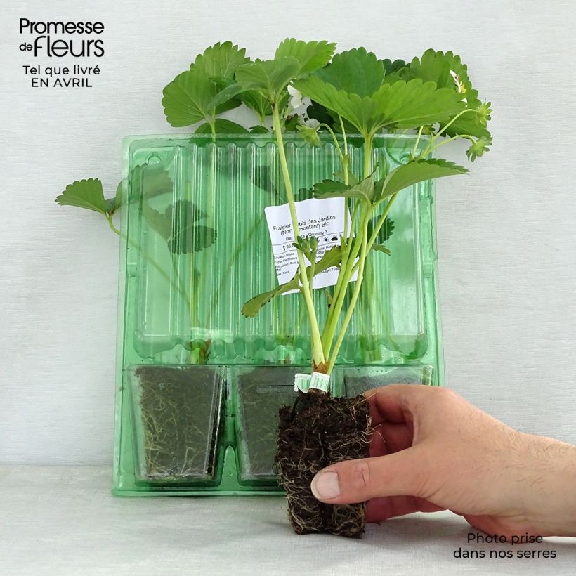 Example of Aardbei Rubis des Jardins Wortelkluit van 4 cm x 4,5 cm as you get in printemps