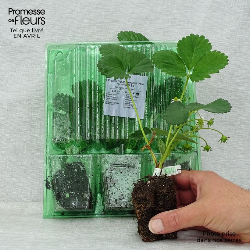 Exemplaar van Aardbei Senga Sengana Wortelkluit van 5 cm x 7 cm zoals geleverd in de lente