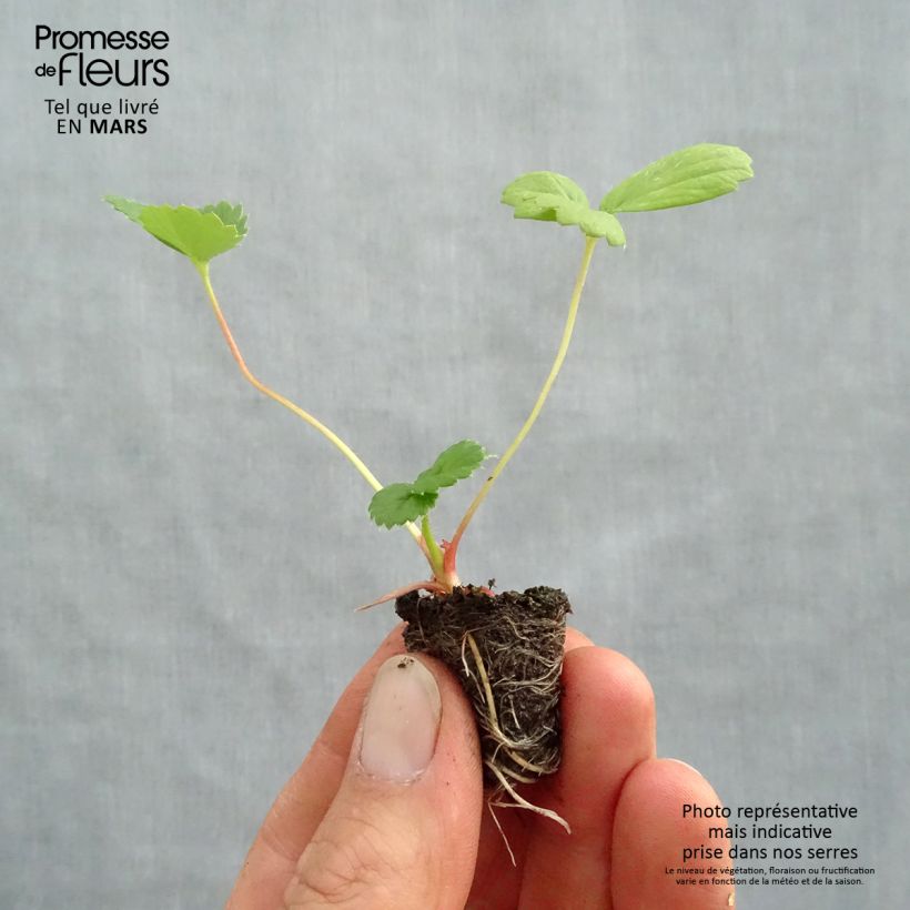 Exemplaar van Aardbei Toscana Deep Rose F1 (jonge planten in perspotjes) Mini-mot Ø 3/4 cm zoals geleverd in de lente
