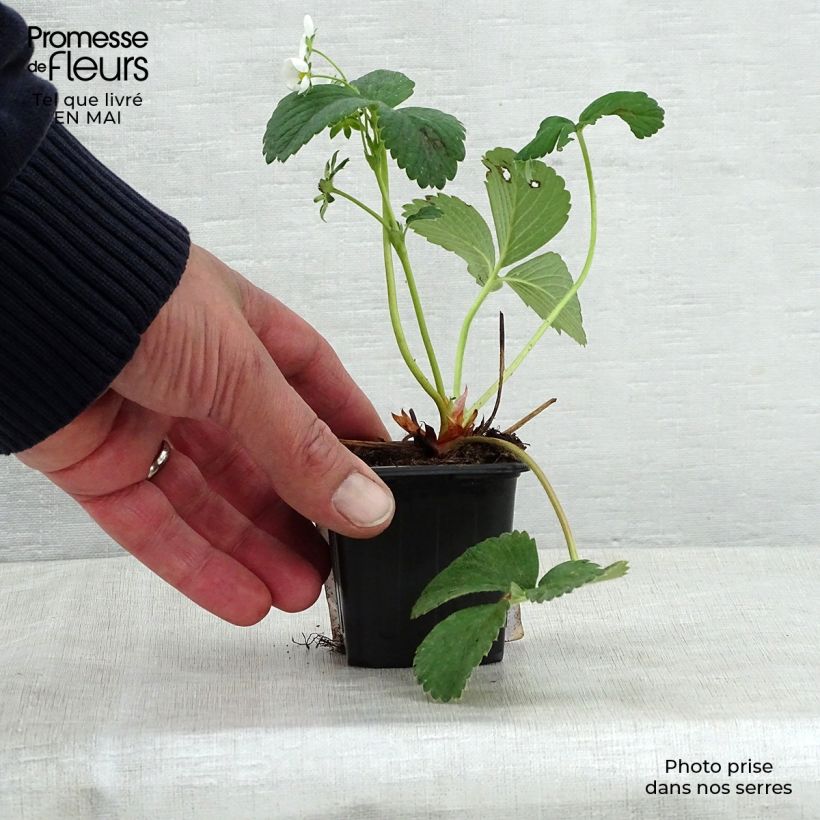 Example of Aardbei White Pineberry Kweekpotje van 8/9 cm as you get in printemps