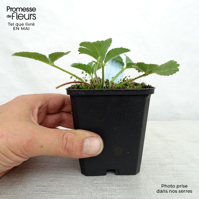 Exemplaar van Fragaria nubicola Mont Omei - Abrikozenaardbei Kweekpotje van 8/9 cm zoals geleverd in de lente