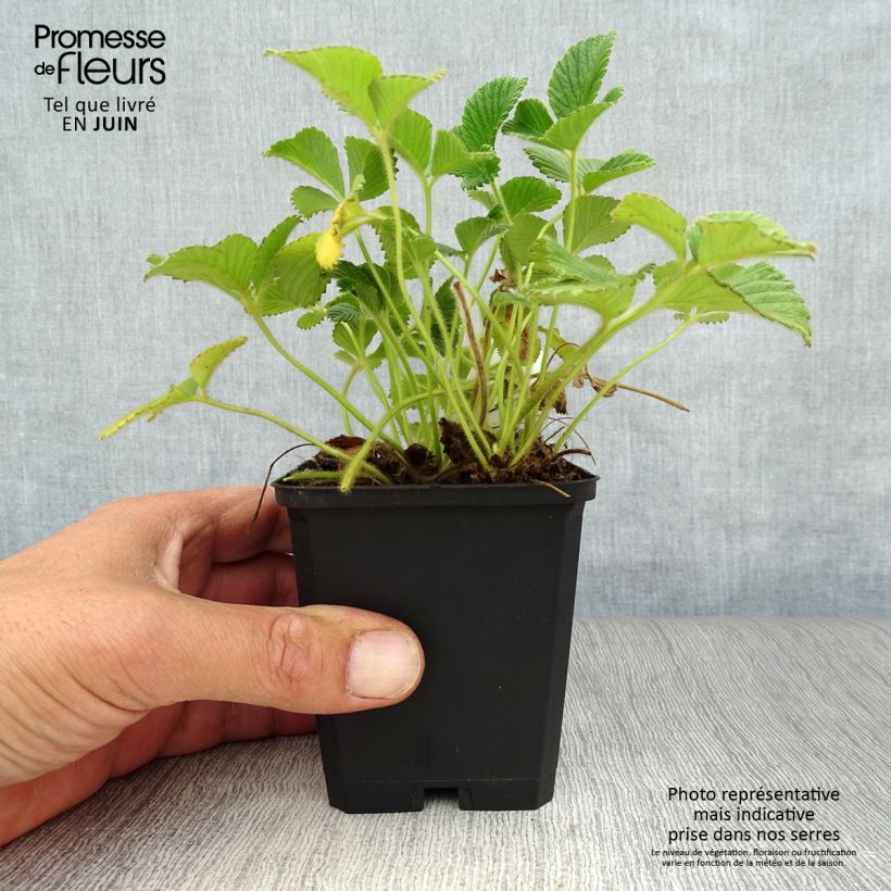 Exemplaar van Fragaria nubicola Mont Omei - Abrikozenaardbei Kweekpotje van 8/9 cm zoals geleverd in de zomer