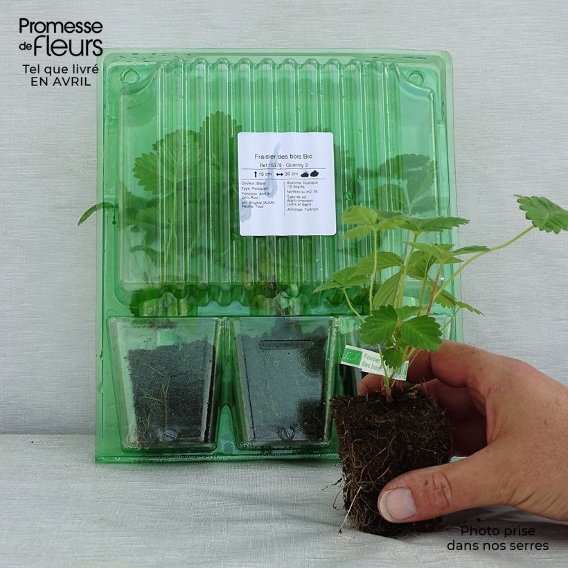 Exemplaar van Bosaardbei BIO - Fragaria vesca Wortelkluit van 5 cm x 7 cm zoals geleverd in de lente