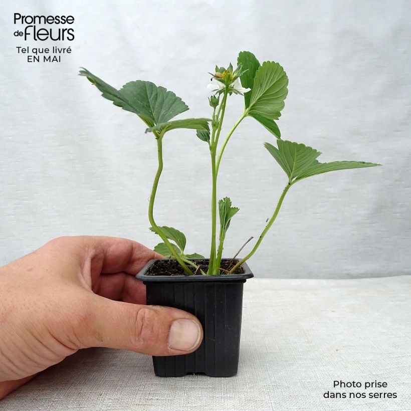 Example of Aardbei Maestro (doordragend) Kweekpotje van 7/8 cm as you get in printemps