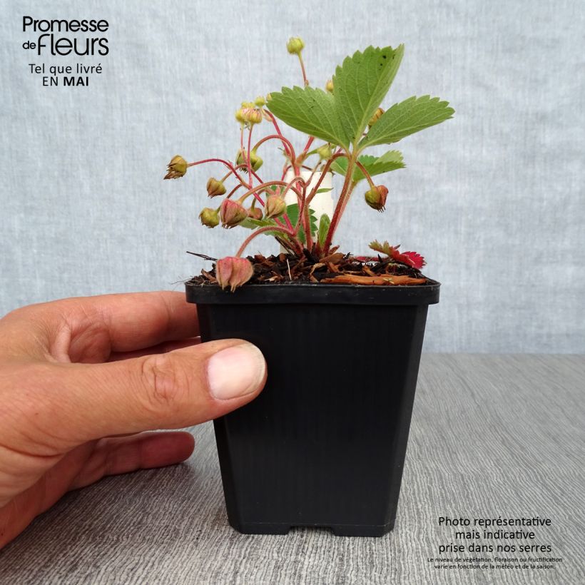 Example of Fragaria Pink Panda - Aardbei Kweekpotje van 8/9 cm as you get in printemps