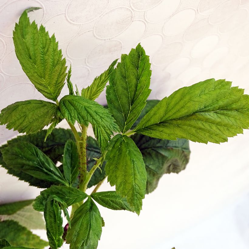 Framboos Aroma Queen (Blad)