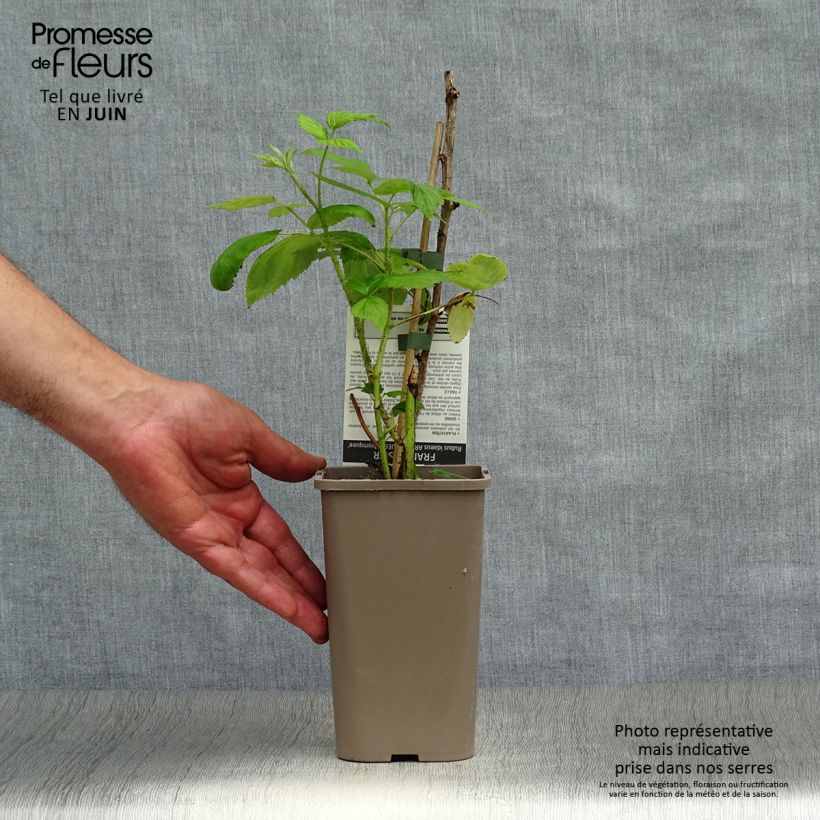 Exemplaar van Framboos Aroma Queen Pot van 1,5 l/2 l, Pol zoals geleverd in de zomer