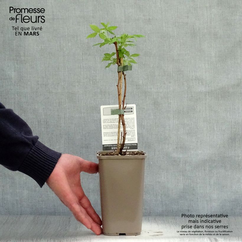 Exemplaar van Framboos Aroma Queen Pot van 1,5 l/2 l, Pol zoals geleverd in de lente