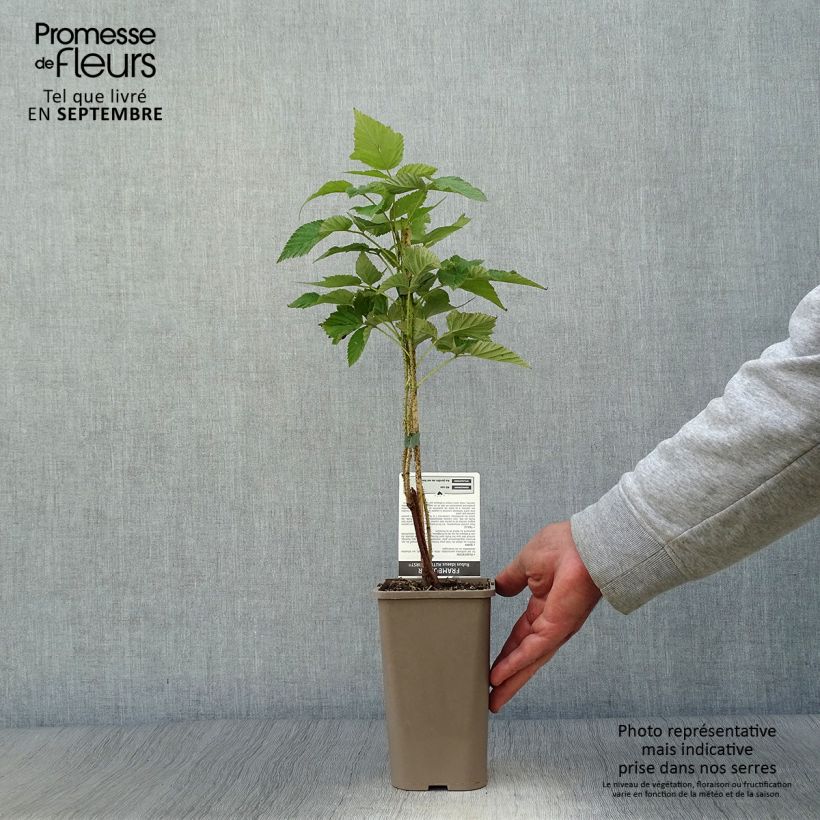 Exemplaar van Framboos Autumn First (doordragend) Pot van 1,5 l/2 l, Pol zoals geleverd in de herfst