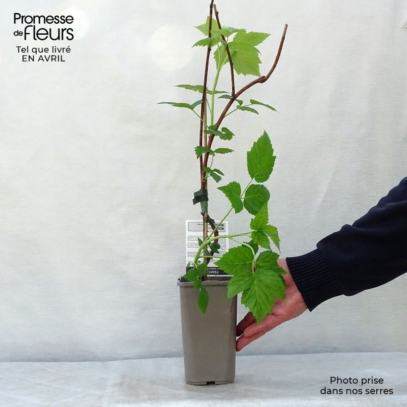 Example of Framboos Autumn First (doordragend) Pot van 1,5 l/2 l, Pol as you get in printemps