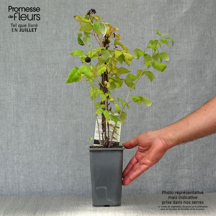 Exemplaar van Zwarte framboos Black Jewel Pot van 1,5 l/2 l, Pol zoals geleverd in de zomer