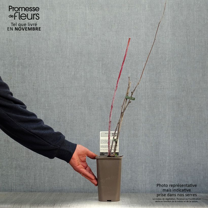Exemplaar van Zwarte framboos Black Jewel Pot van 1,5 l/2 l, Pol zoals geleverd in de herfst