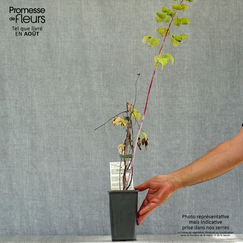 Exemplaar van Zwarte framboos Black Jewel BIO Pot van 1,5 l/2 l, Pol zoals geleverd in de zomer