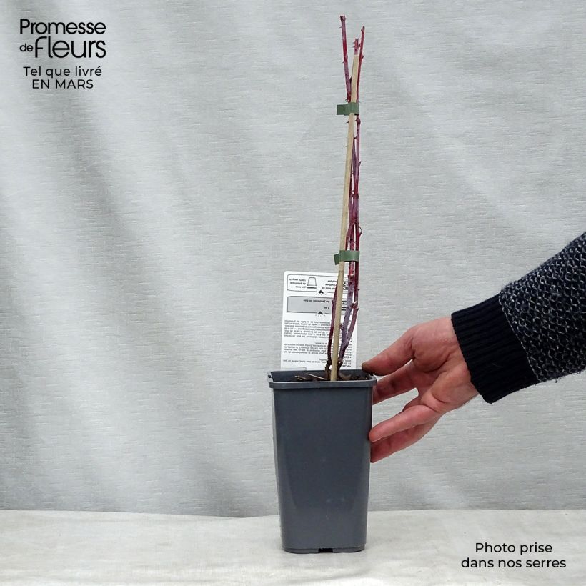 Exemplaar van Zwarte framboos Black Jewel BIO Pot van 1,5 l/2 l, Pol zoals geleverd in de lente