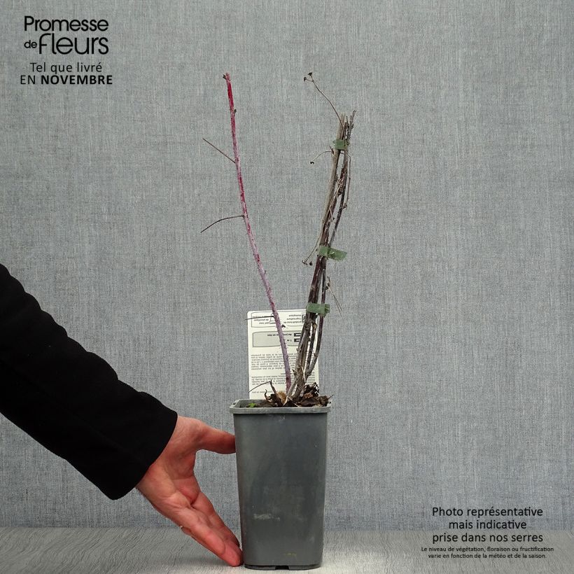Exemplaar van Zwarte framboos Black Jewel BIO Pot van 1,5 l/2 l, Pol zoals geleverd in de herfst