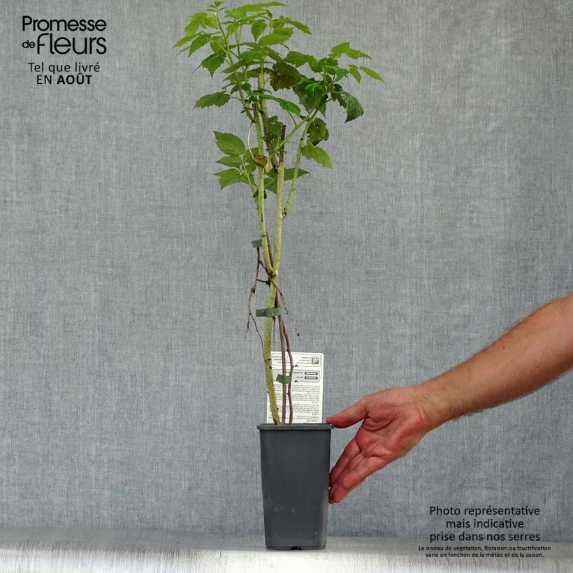 Exemplaar van Herfstframboos Autumn Bliss BIO Pot van 1,5 l/2 l, Pol zoals geleverd in de zomer
