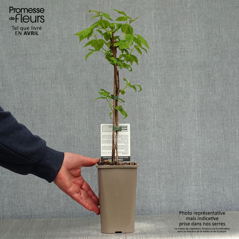 Example of Herfstframboos Autumn Bliss Pot van 1,5 l/2 l, Pol as you get in printemps