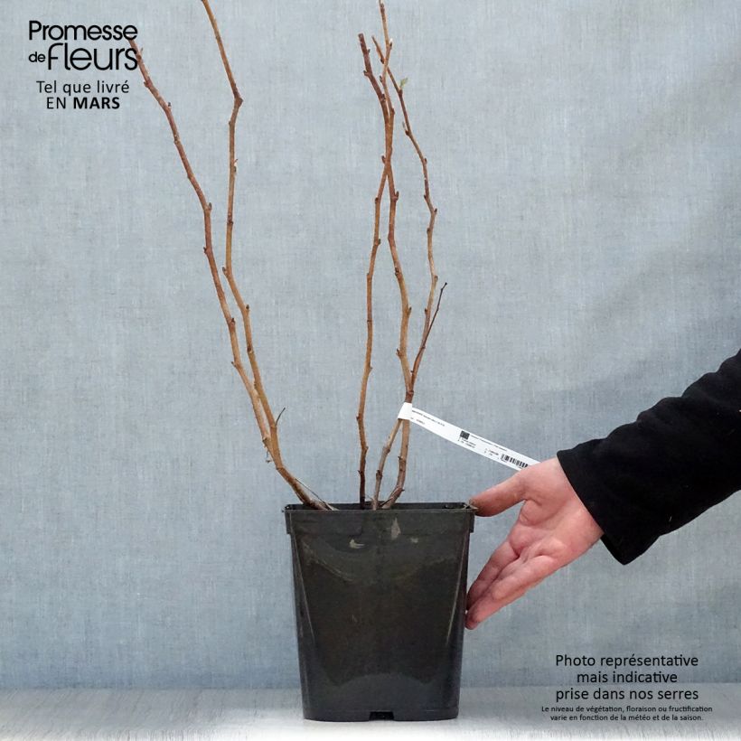 Example of Herfstframboos Autumn Bliss Pot van 3 l/4 l as you get in printemps