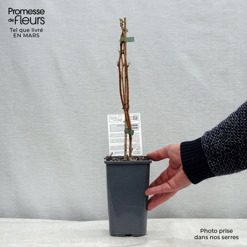 Example of Framboos Bohème BIO (doordragend) Pot van 1,5 l/2 l, Pol as you get in printemps