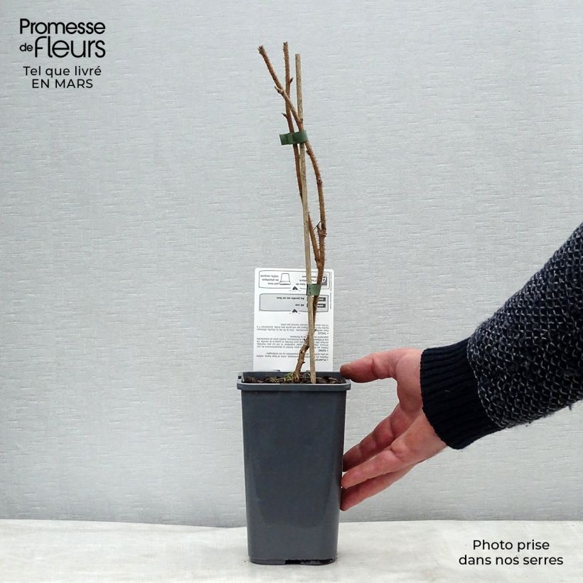 Exemplaar van Framboos Rusilva BIO (niet-doordragend) Pot van 1,5 l/2 l, Pol zoals geleverd in de lente