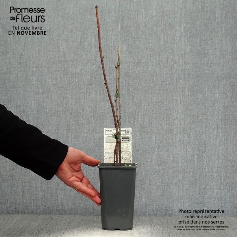 Exemplaar van Framboos Rusilva BIO (niet-doordragend) Pot van 1,5 l/2 l, Pol zoals geleverd in de herfst