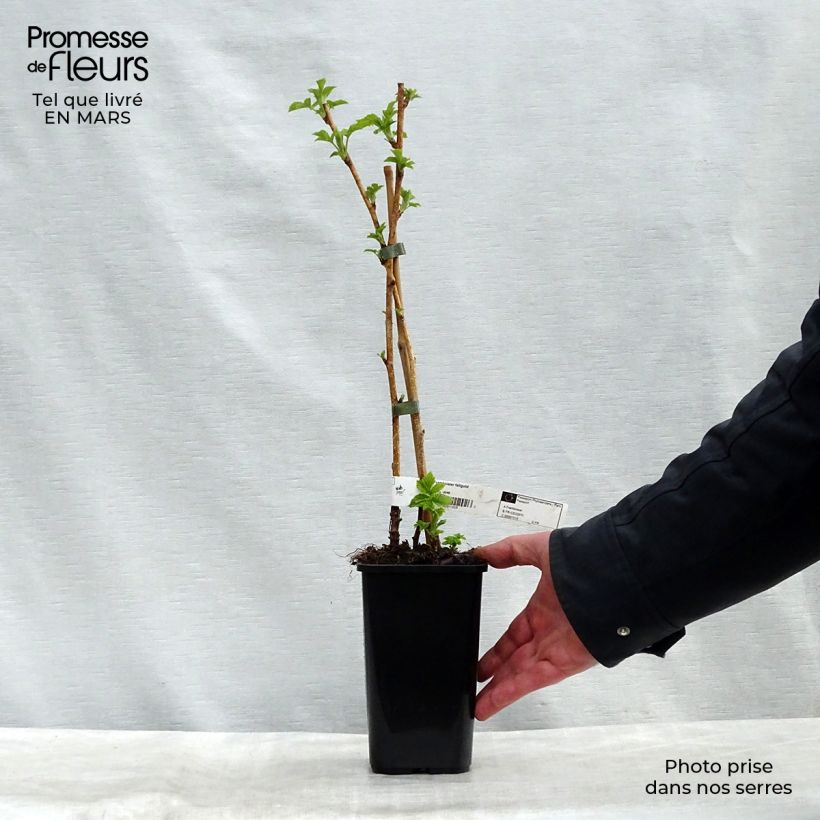 Exemplaar van Herfstframboos Fall Gold (doordragend) Pot van 1,5 l/2 l zoals geleverd in de lente