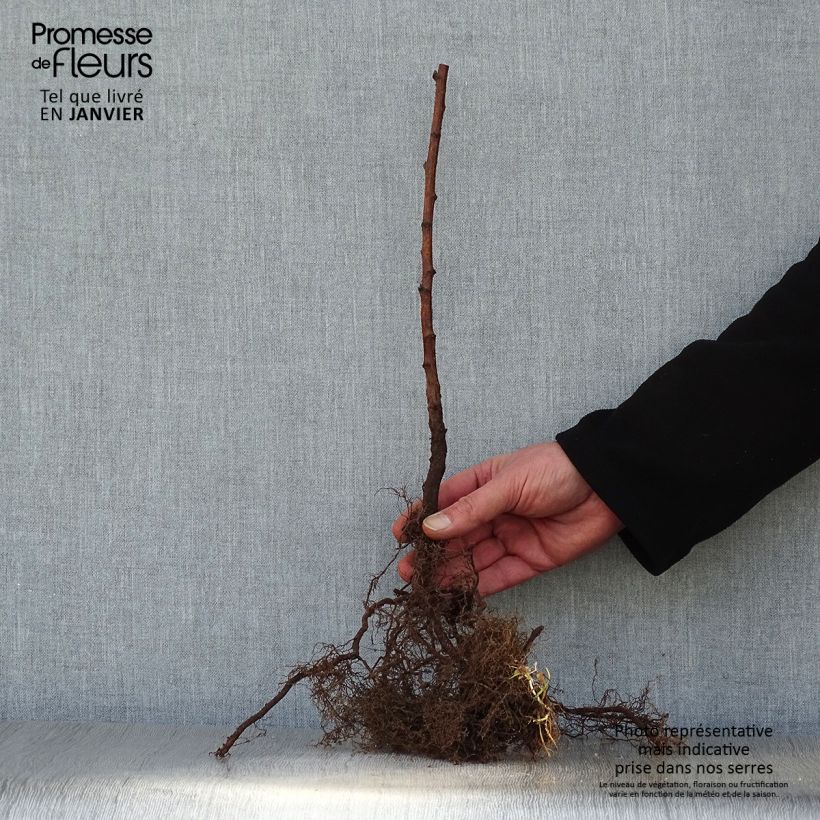 Exemplaar van Herfstframboos Fall Gold (doordragend) Naakte wortel zoals geleverd in de winter