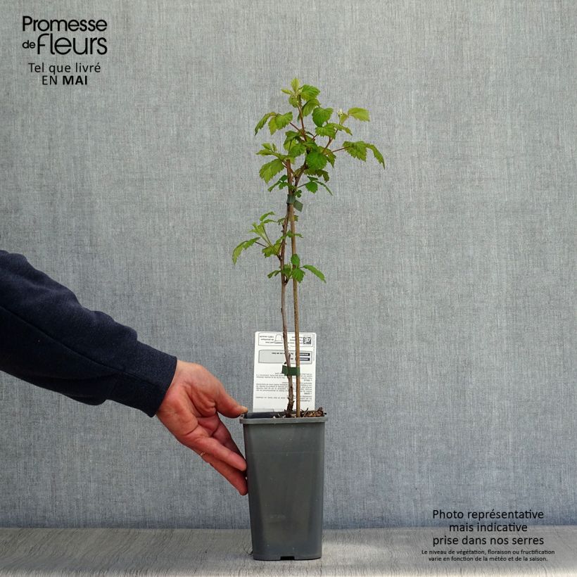 Exemplaar van Framboos Glen Ample BIO Pot van 1 l/1,5 l, Pol zoals geleverd in de lente