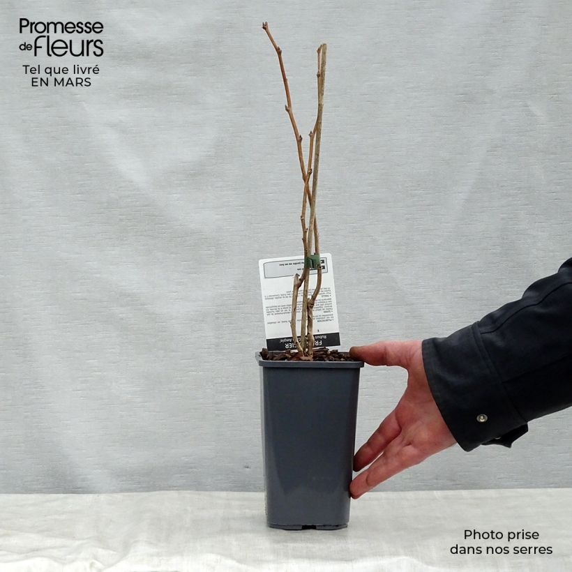 Exemplaar van Doornloze framboos Glen Ample Pot van 1,5 l/2 l, Pol zoals geleverd in de lente