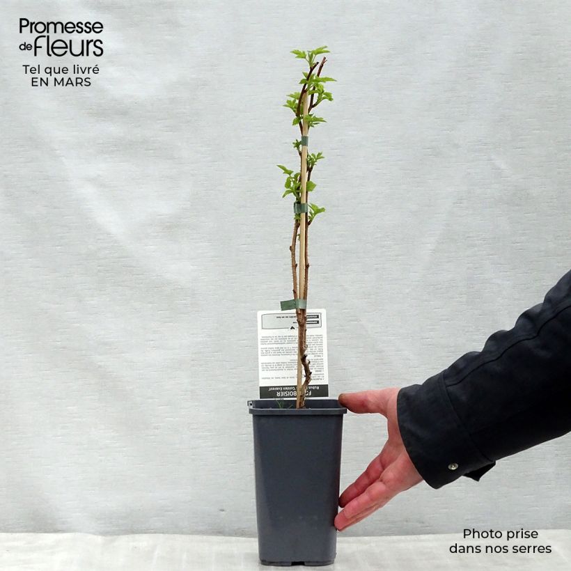 Exemplaar van Framboos Golden Everest  (doordragend) Pot van 1,5 l/2 l, Pol zoals geleverd in de lente