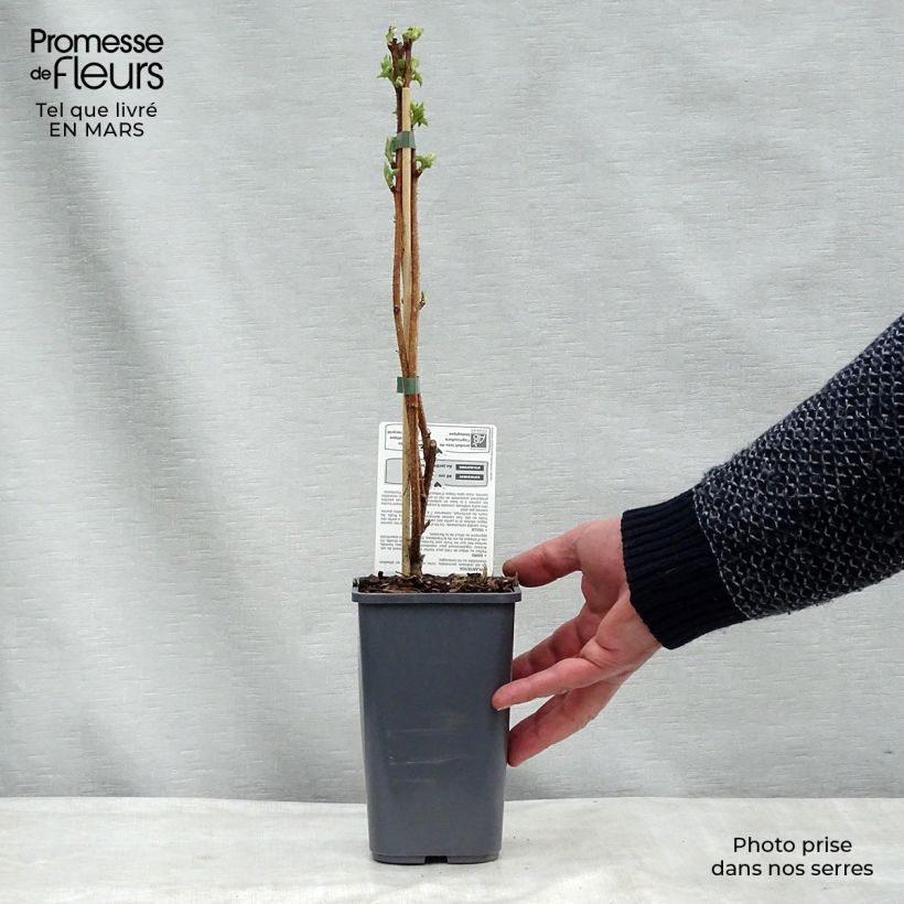 Example of Framboos Golden Everest BIO Pot van 1,5 l/2 l, Pol as you get in printemps