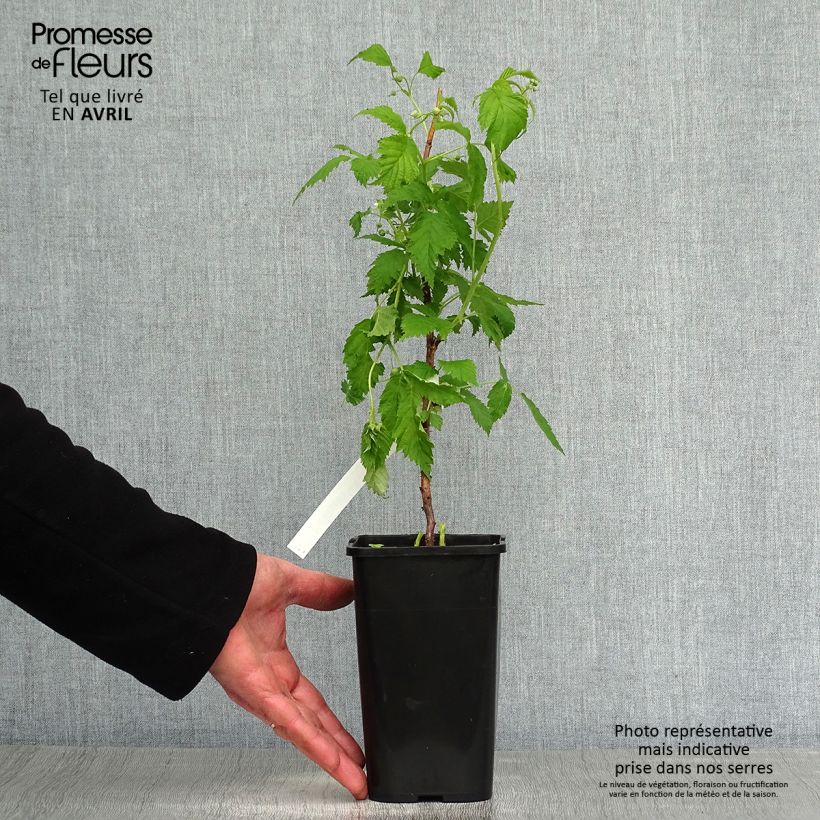 Exemplaar van Dwergframboos Lowberry Goodasgold Pot van 1,5 l/2 l, Pol zoals geleverd in de lente