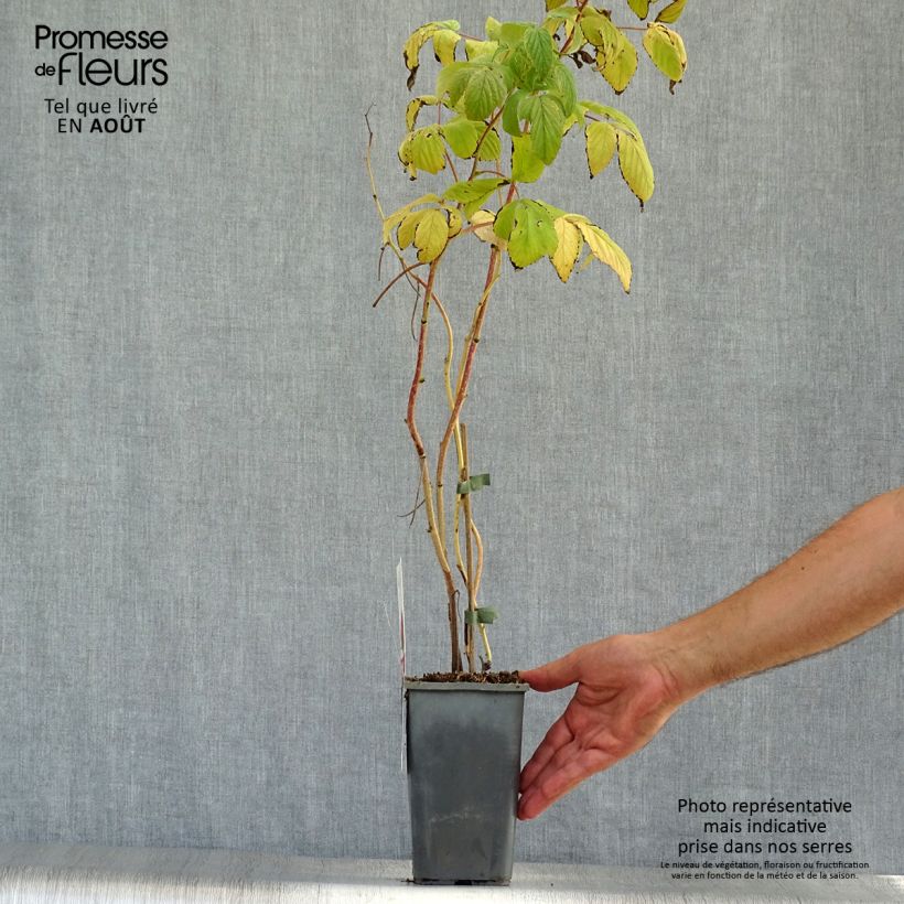 Exemplaar van Framboos Heritage BIO (doordragend) Pot van 1,5 l/2 l, Pol zoals geleverd in de zomer
