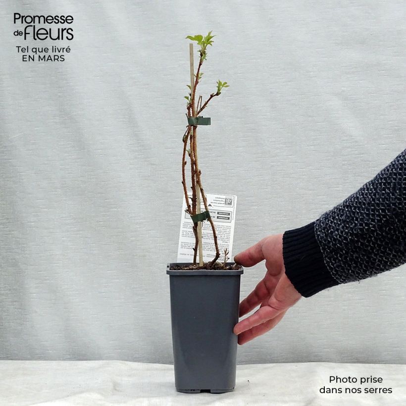 Exemplaar van Framboos Heritage BIO (doordragend) Pot van 1,5 l/2 l, Pol zoals geleverd in de lente