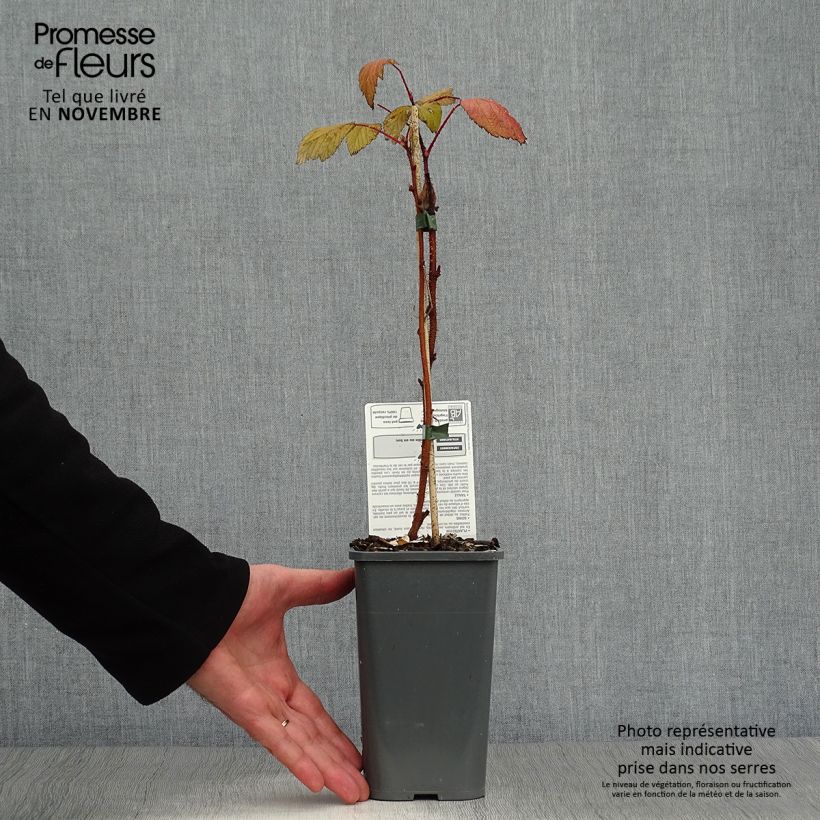 Exemplaar van Framboos Heritage BIO (doordragend) Pot van 1,5 l/2 l, Pol zoals geleverd in de herfst