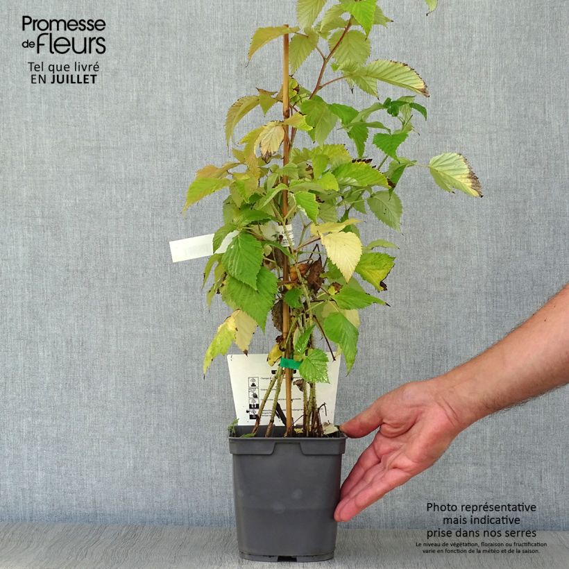Exemplaar van Framboos Magnific Delbard Georges Delbard Pot van 2 l/3 l, Pol zoals geleverd in de zomer