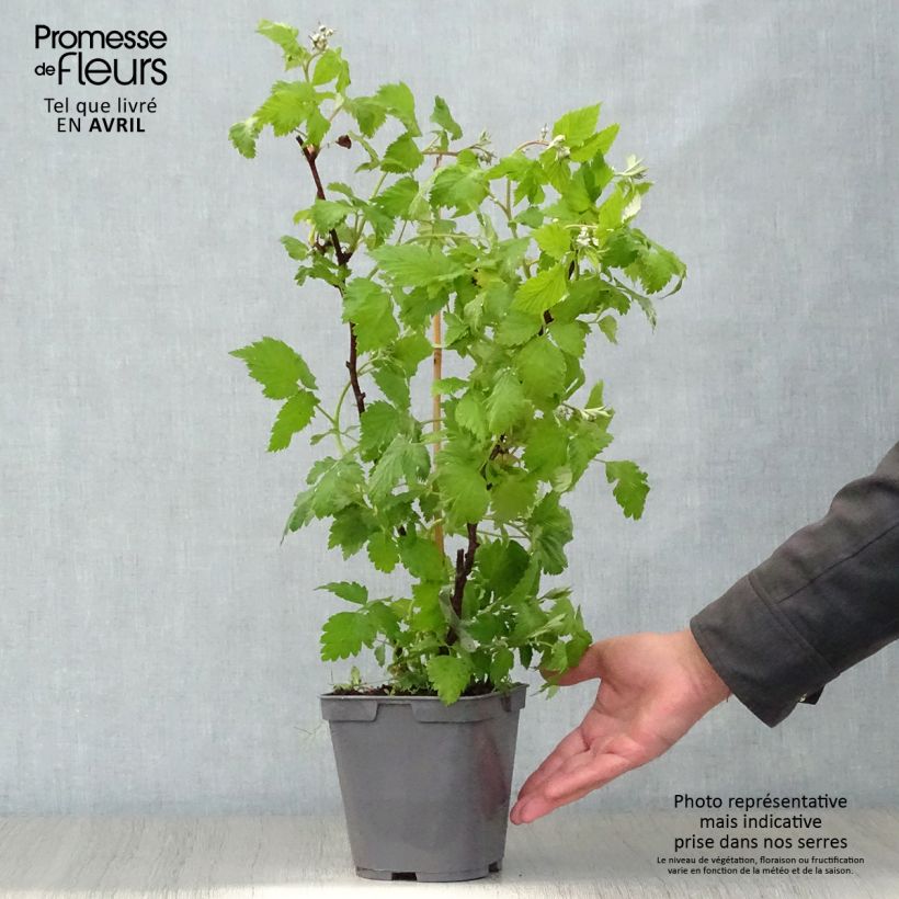 Example of Framboos Magnific Delbard Georges Delbard Pot van 2 l/3 l, Pol as you get in printemps