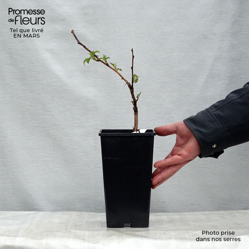 Exemplaar van Framboos Malling Promise Pot van 1,5 l/2 l zoals geleverd in de lente