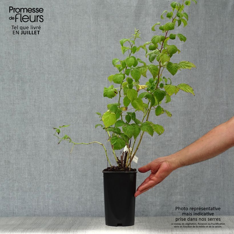 Exemplaar van Framboos Malling Promise Pot van 1,5 l/2 l zoals geleverd in de zomer