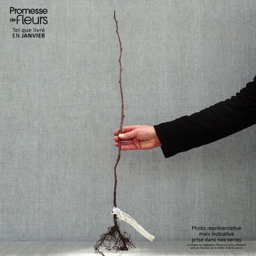 Exemplaar van Framboos Malling Promise Naakte wortel, Struik zoals geleverd in de winter