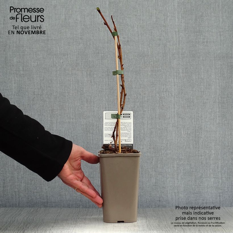 Exemplaar van Framboos Marastar (doordragend) Pot van 1,5 l/2 l, Pol zoals geleverd in de herfst