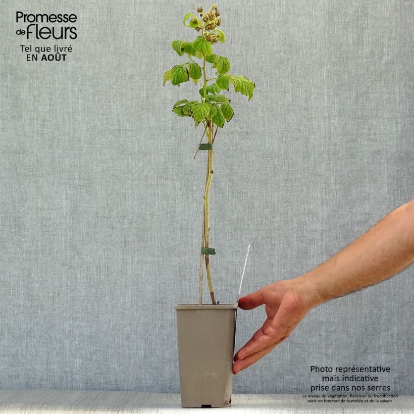 Exemplaar van Framboos Marastar (doordragend) Pot van 1,5 l/2 l, Pol zoals geleverd in de zomer