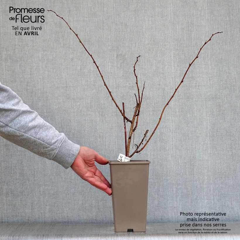 Exemplaar van Framboos Meeker Pot van 1,5 l/2 l zoals geleverd in de lente