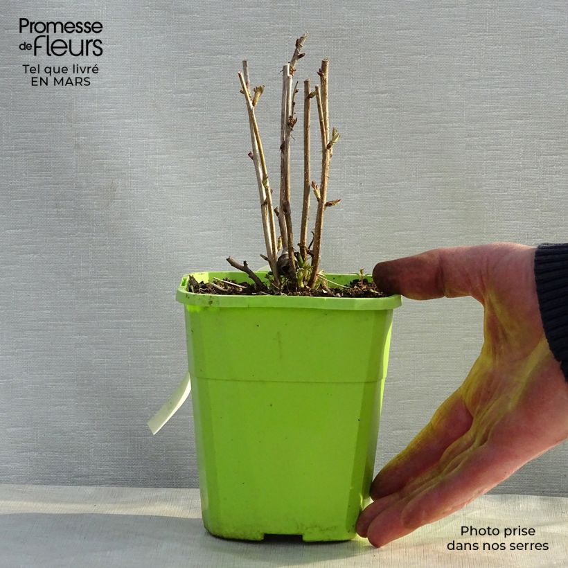 Exemplaar van Framboos Rustica Pot van 1 l/1,5 l, Pol zoals geleverd in de lente