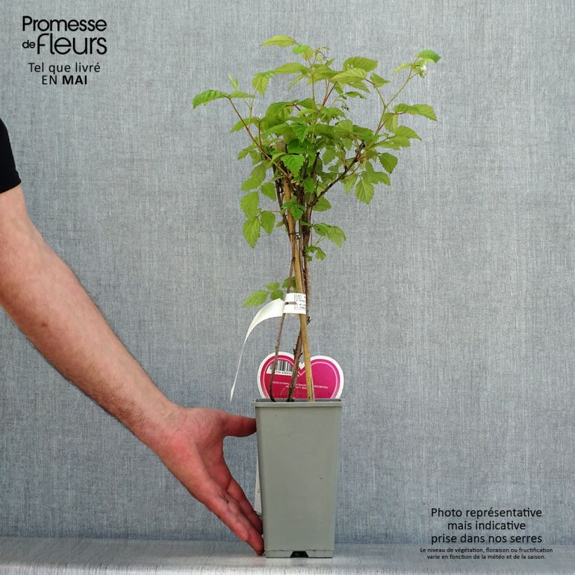 Exemplaar van Framboos Schönemann Pot van 1,5 l/2 l, Struik zoals geleverd in de lente