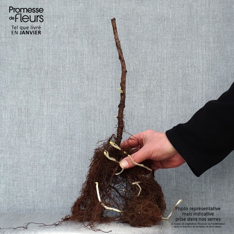 Exemplaar van Framboos Sumo 2 (doordragend) Naakte wortel, Pol zoals geleverd in de winter