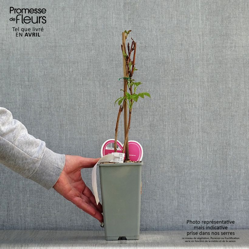 Exemplaar van Framboos Tulameen Pot van 2 l/3 l, Struik zoals geleverd in de lente