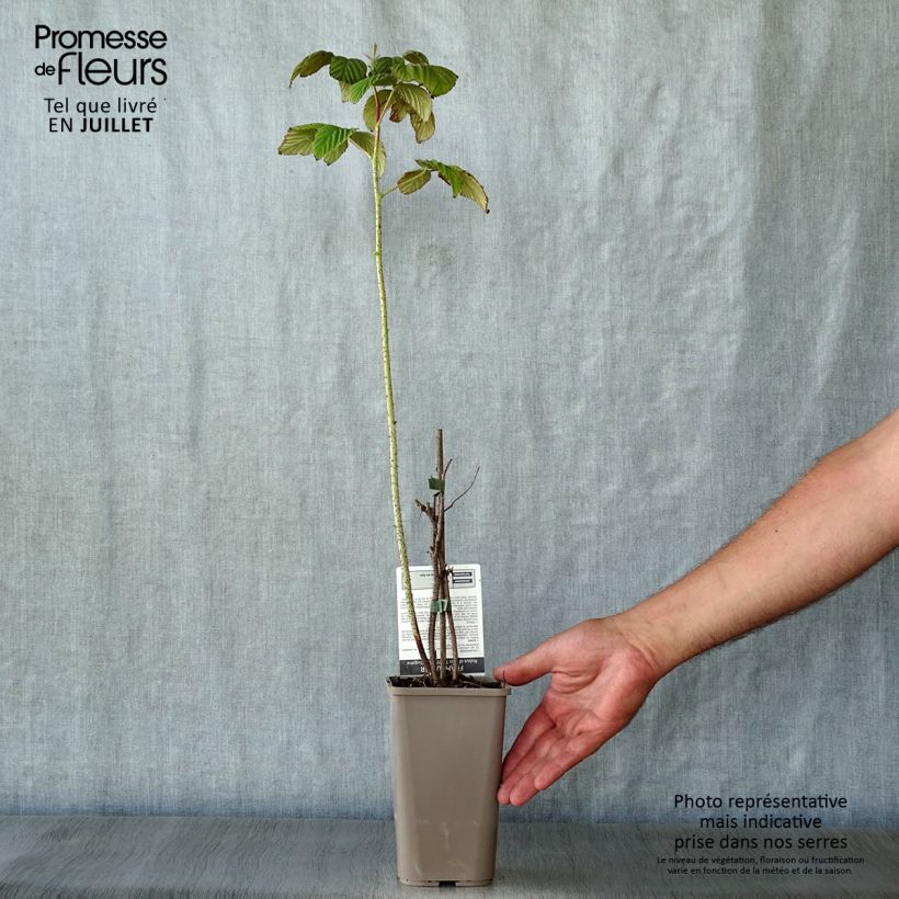 Exemplaar van Framboos Twotimer Sugana Red (doordragend) Pot van 1,5 l/2 l, Pol zoals geleverd in de zomer