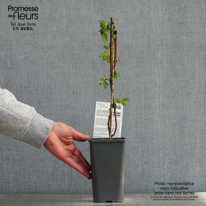 Exemplaar van Framboos Versailles BIO (doordragend) Pot van 1,5 l/2 l, Pol zoals geleverd in de lente